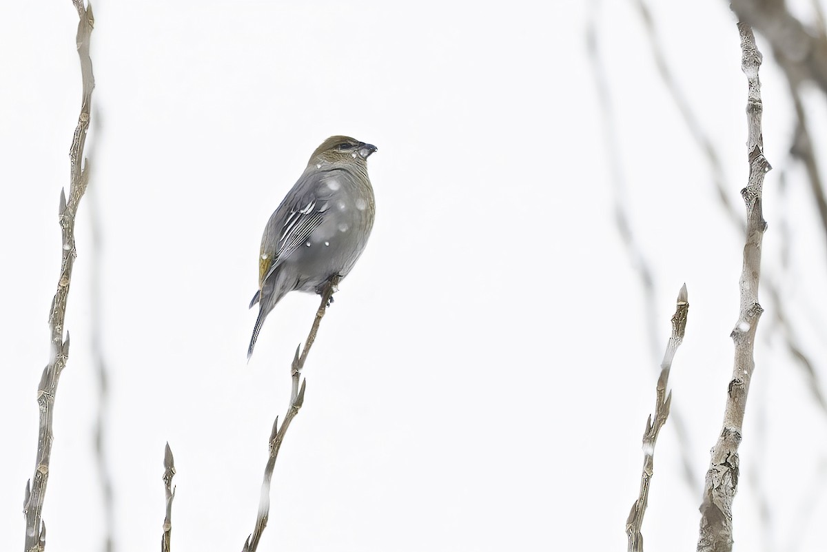 Pine Grosbeak - ML646972122