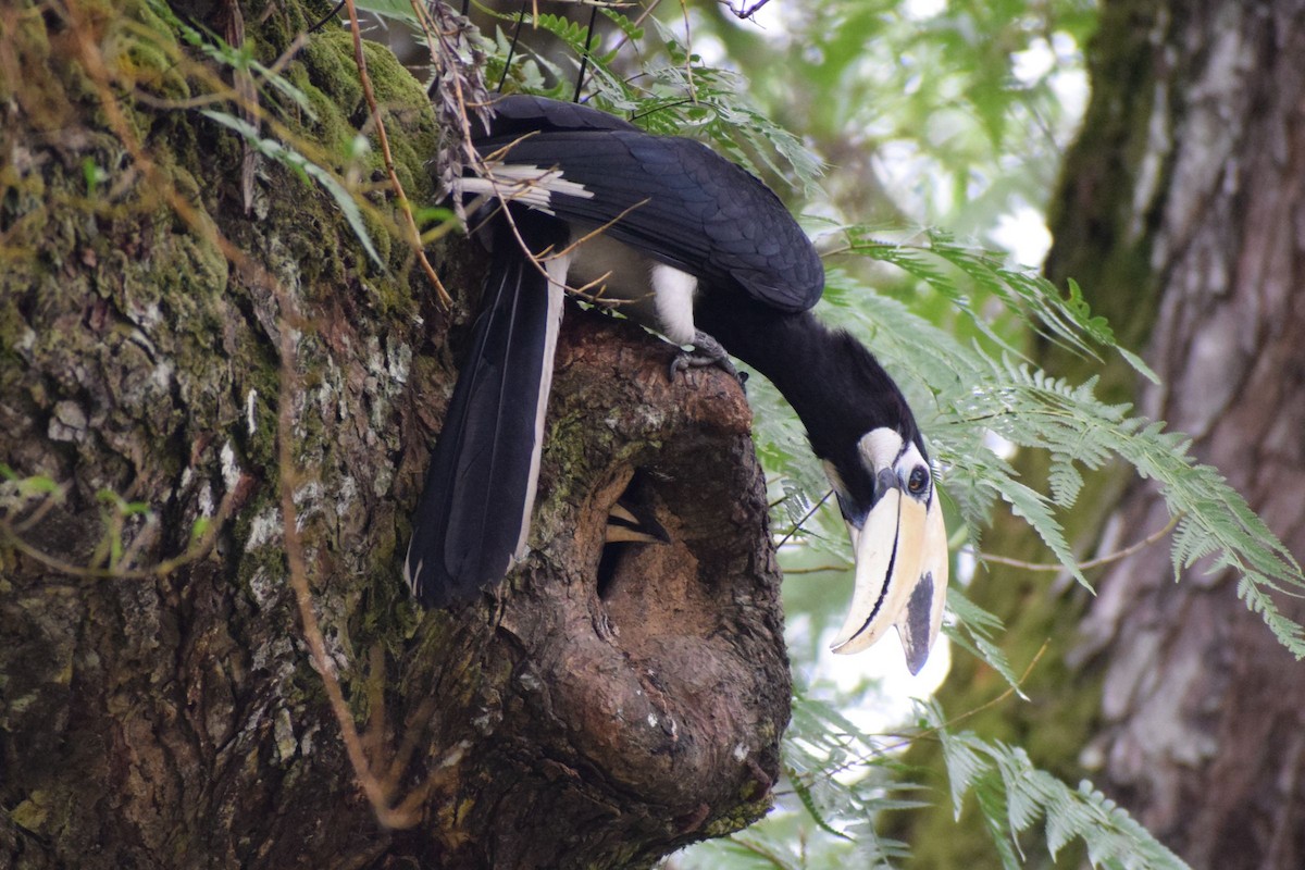 orienthornfugl - ML646972123