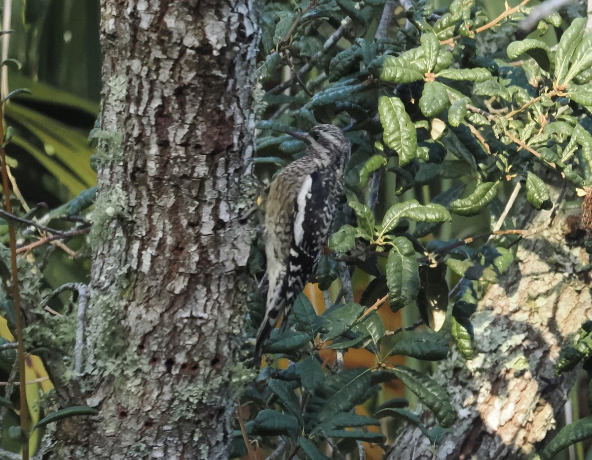 Yellow-bellied Sapsucker - ML646972126