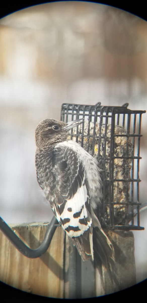 Red-headed Woodpecker - ML646972127