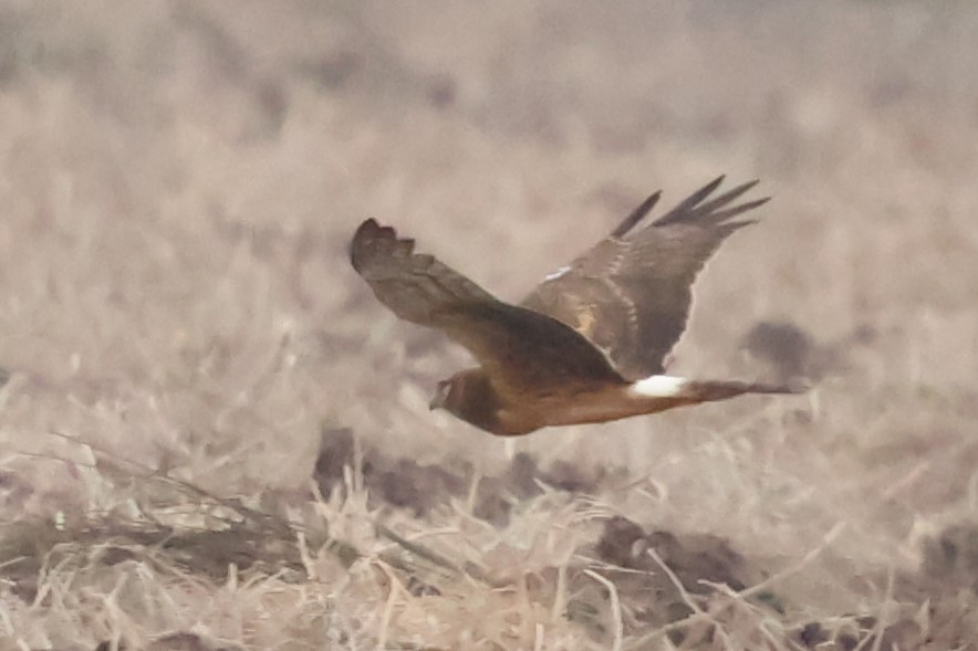 moták severoamerický - ML646972130