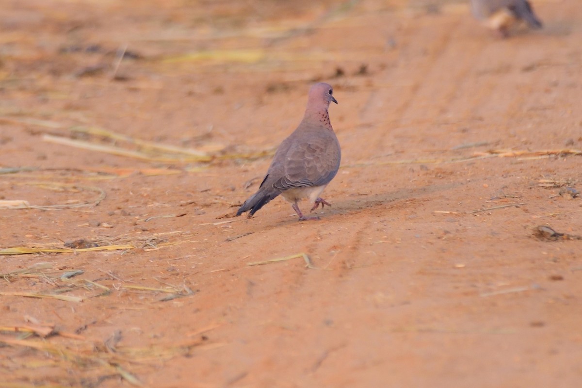 Горлиця мала - ML646972139