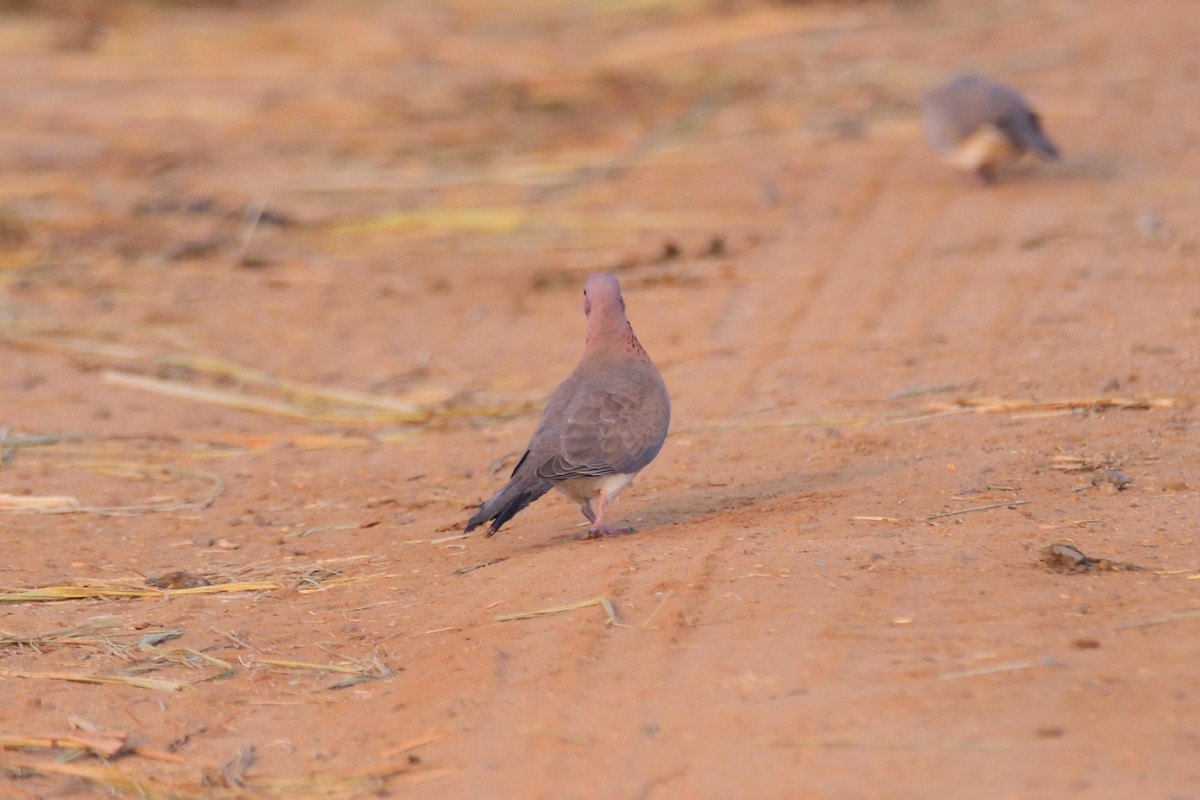 Горлиця мала - ML646972140