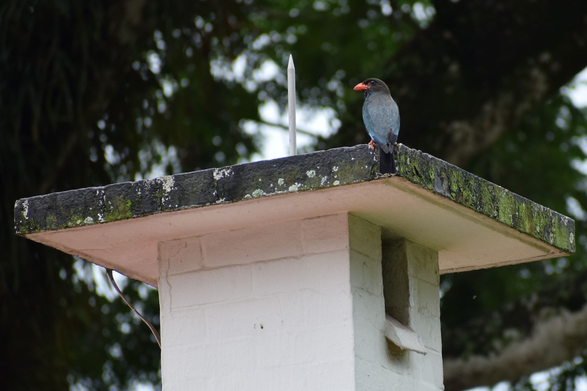 Dollarbird - ML646972141