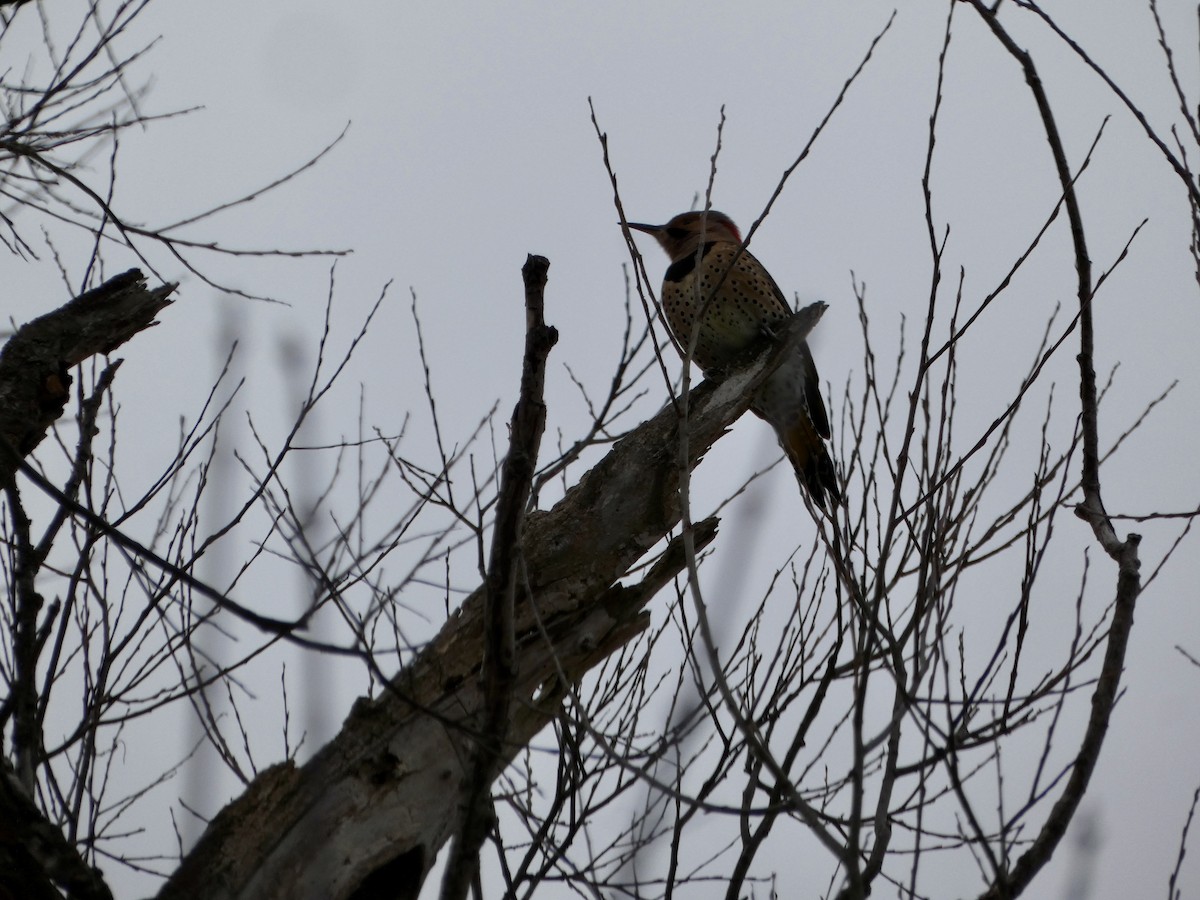 Шилоклювый дятел - ML646972142