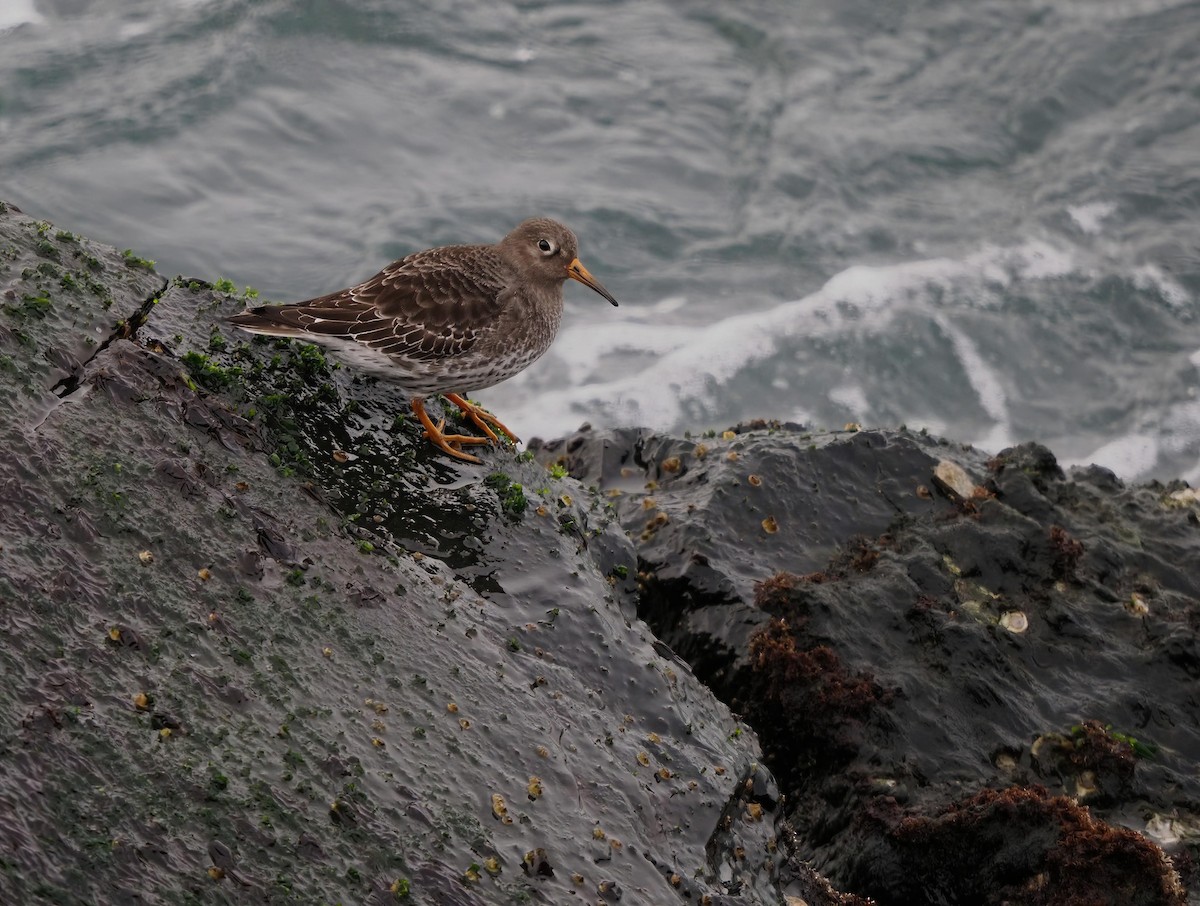 Purple Sandpiper - ML646972145