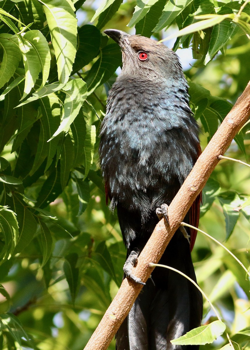 オオバンケン - ML646972149