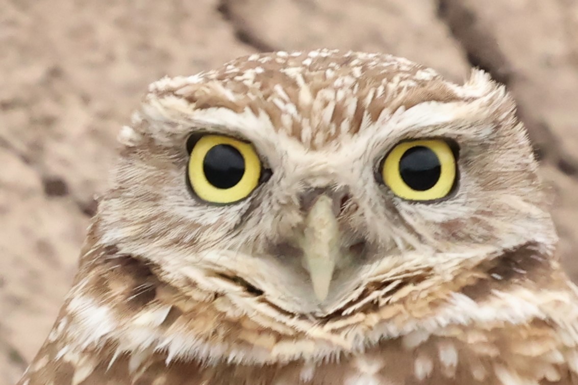 Burrowing Owl - ML646972154