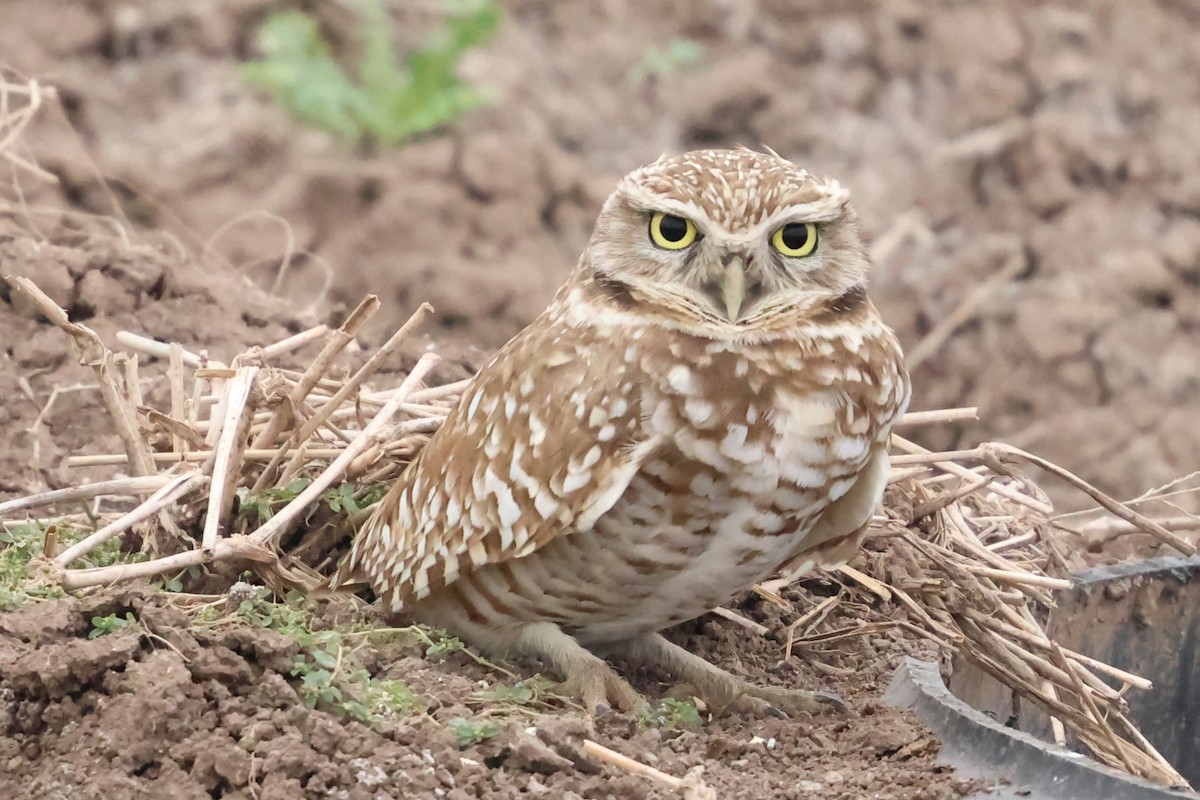 Burrowing Owl - ML646972155