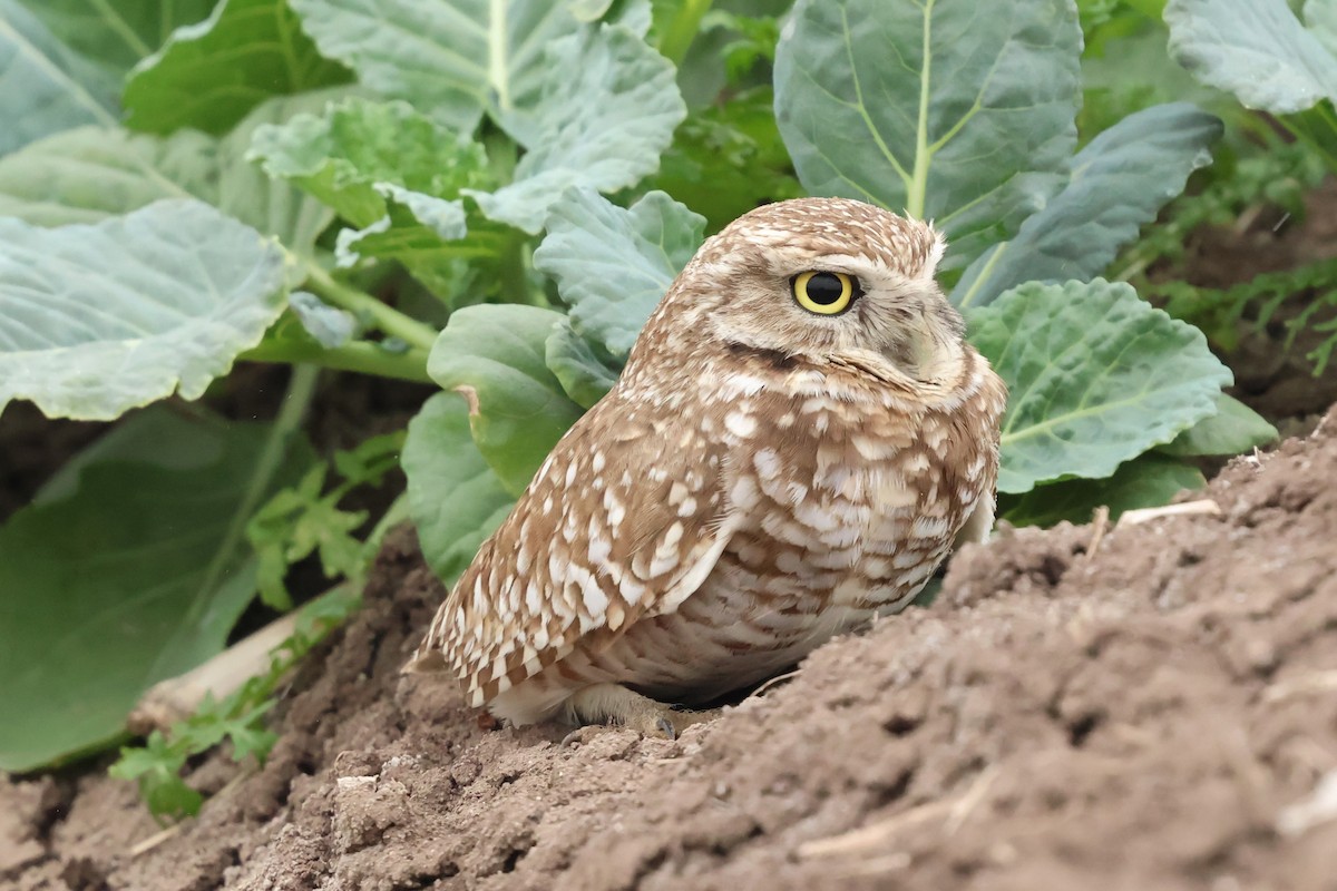 Burrowing Owl - ML646972156