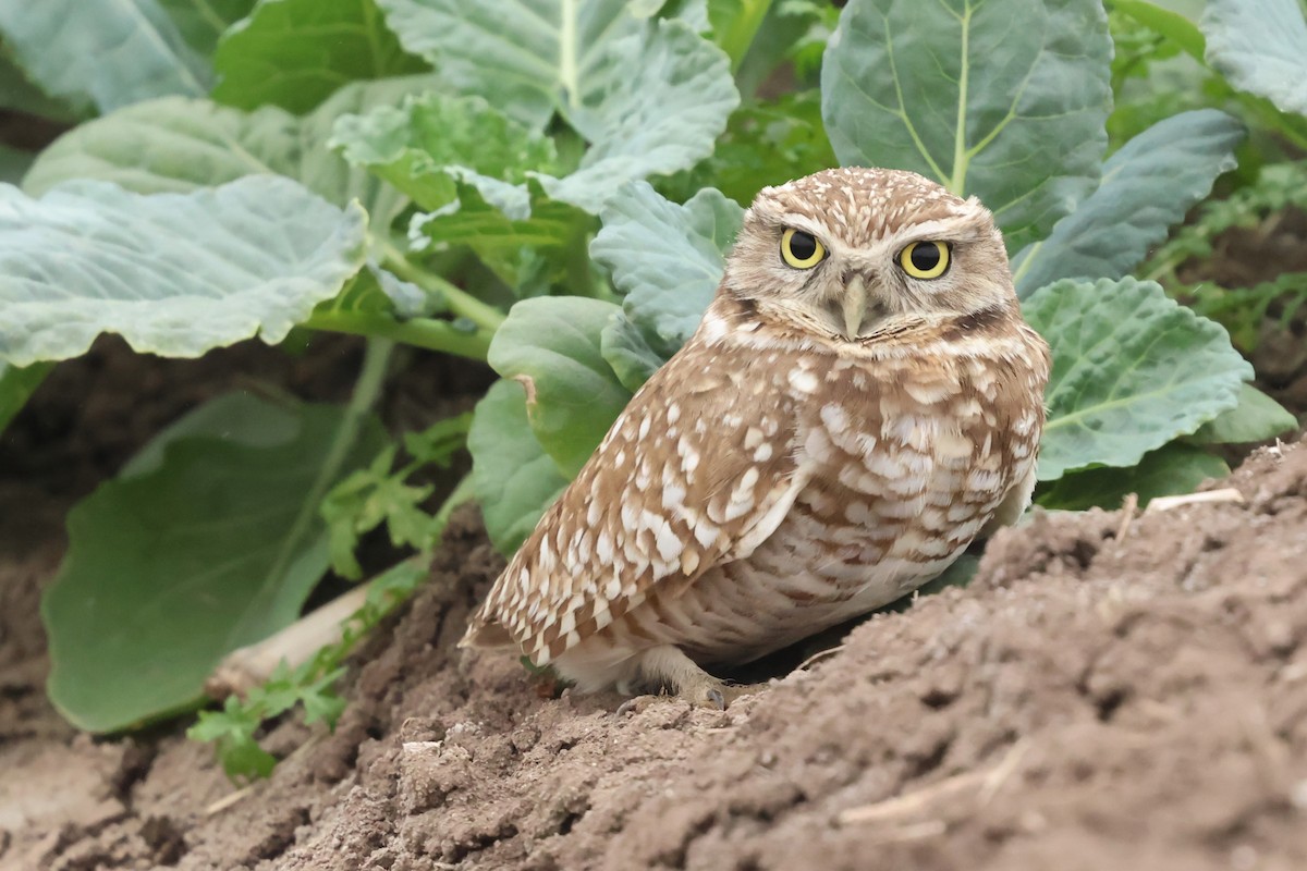Burrowing Owl - ML646972157