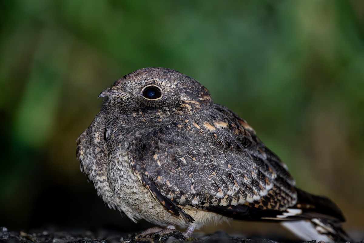 Savanna Nightjar - ML646972162
