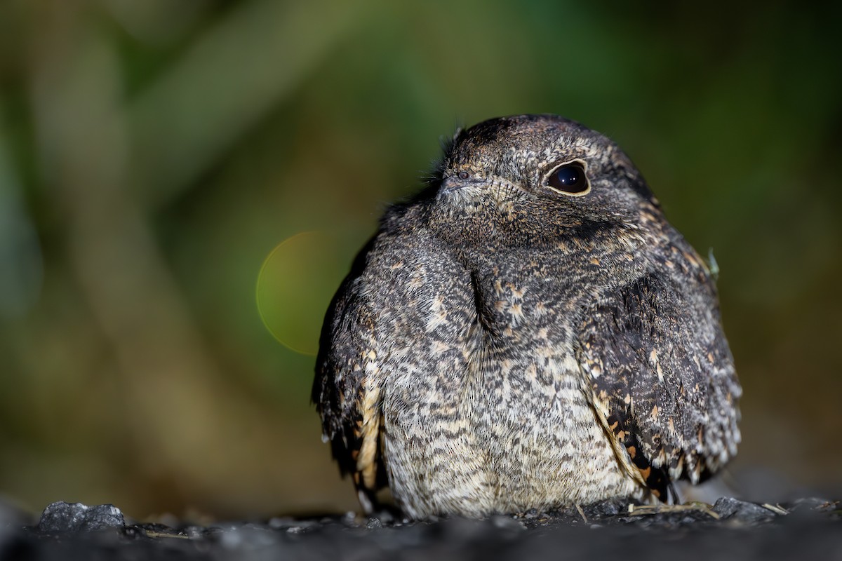 Savanna Nightjar - ML646972163