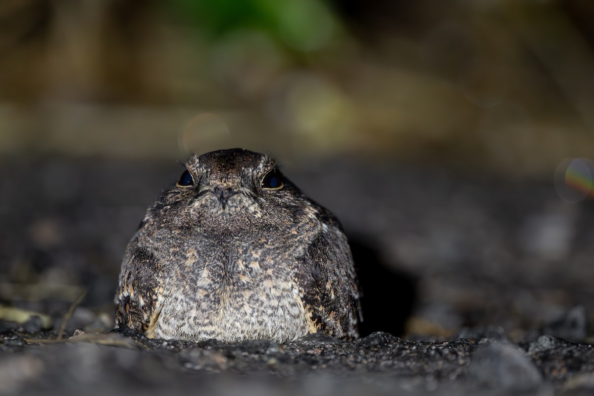 Savanna Nightjar - ML646972164