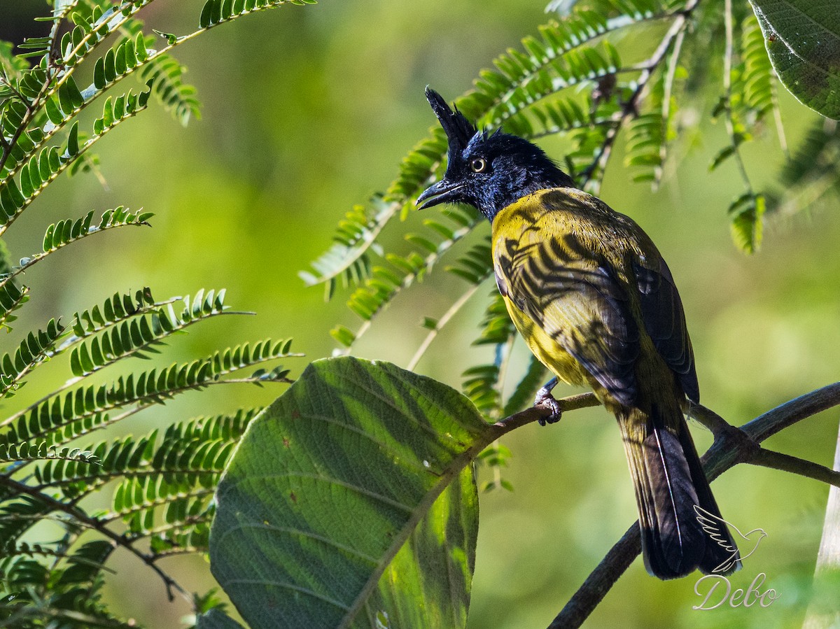 Black-crested Bulbul - ML646972171