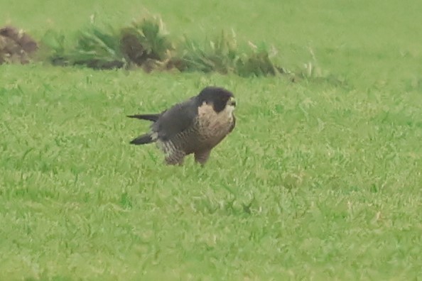 sokol stěhovavý - ML646972175