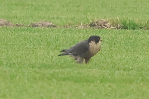 sokol stěhovavý - ML646972176