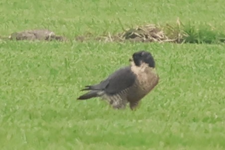 sokol stěhovavý - ML646972177