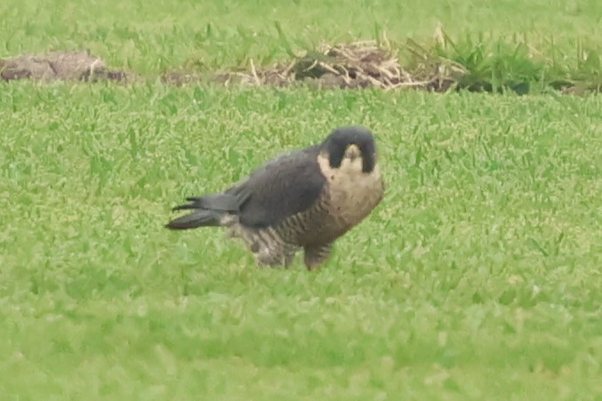 sokol stěhovavý - ML646972178