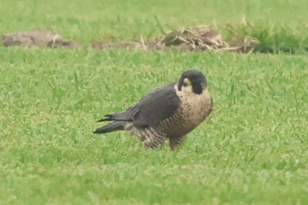 sokol stěhovavý - ML646972179