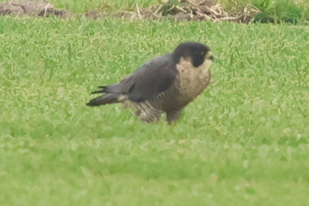 sokol stěhovavý - ML646972180