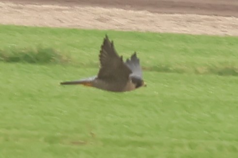 sokol stěhovavý - ML646972181