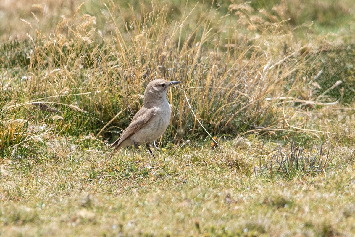 Puna Miner - ML646972185