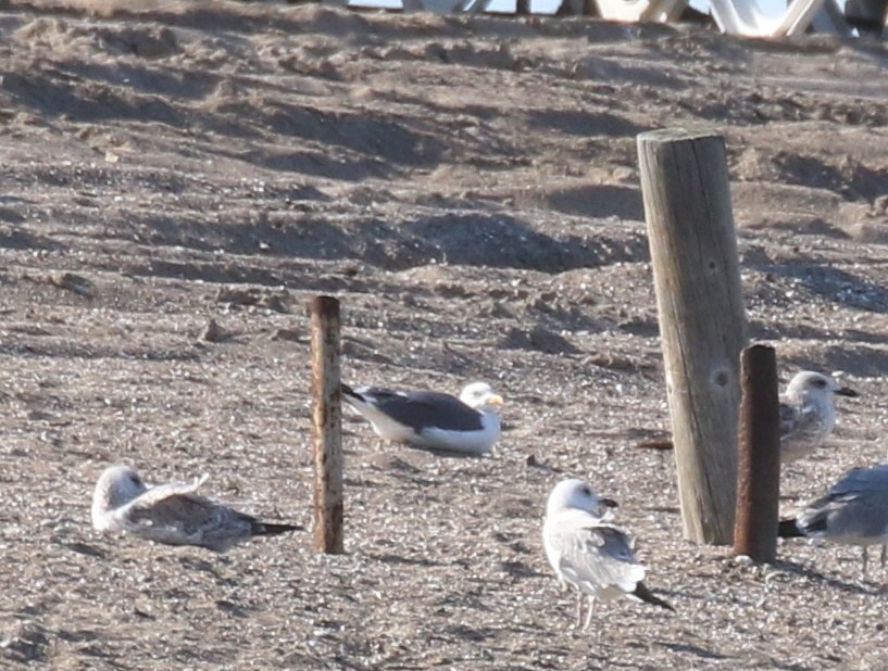 Lesser Black-backed Gull - ML646972190