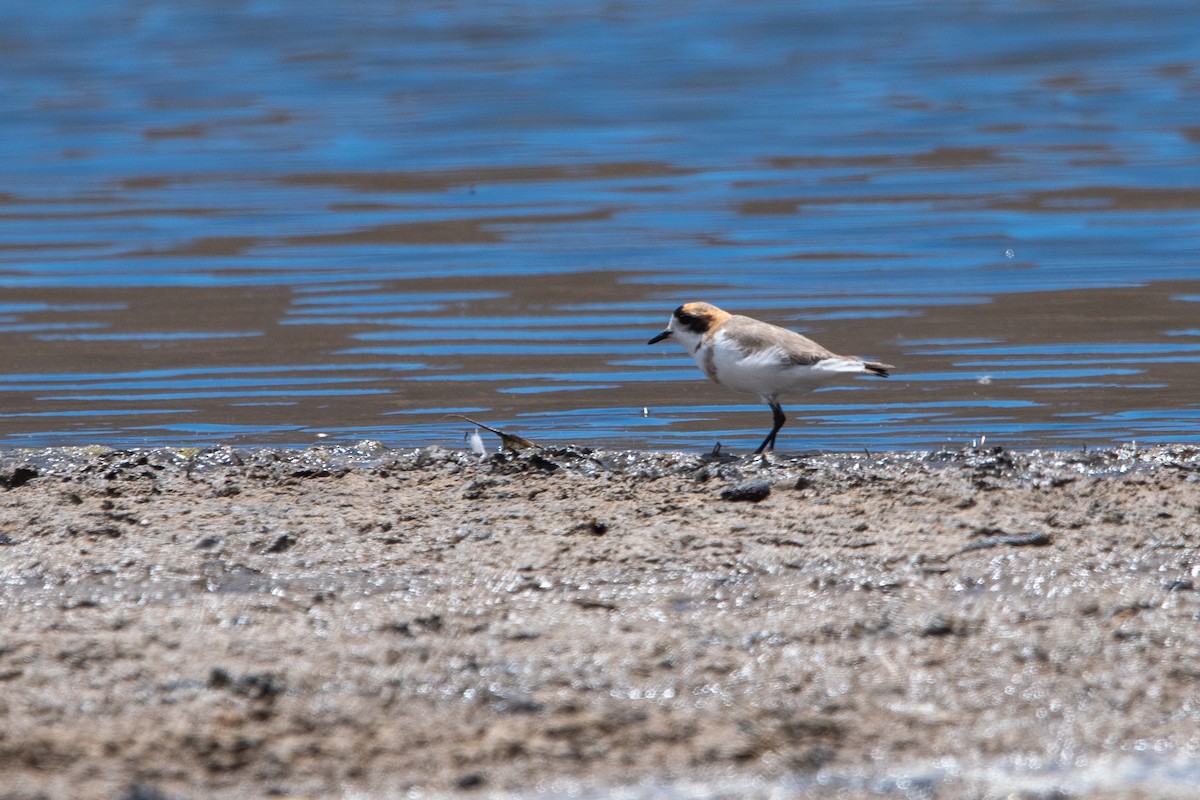 Puna Plover - ML646972194