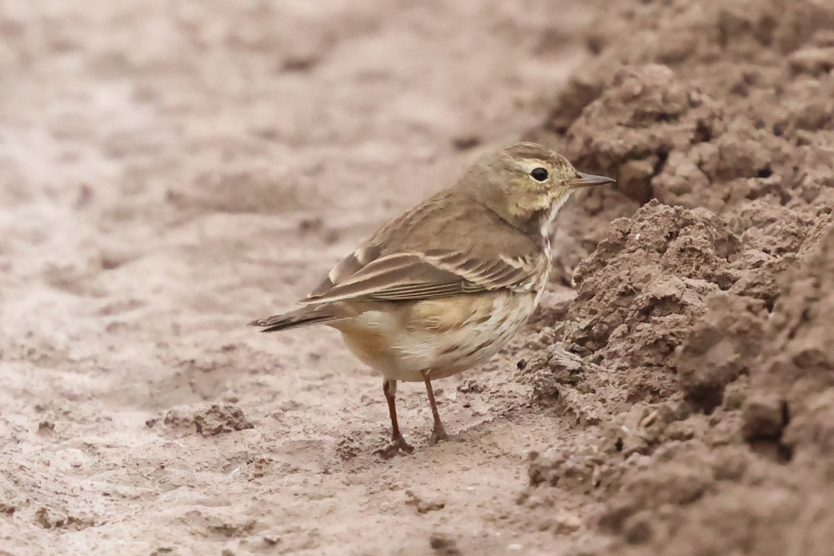 linduška tundrová - ML646972197