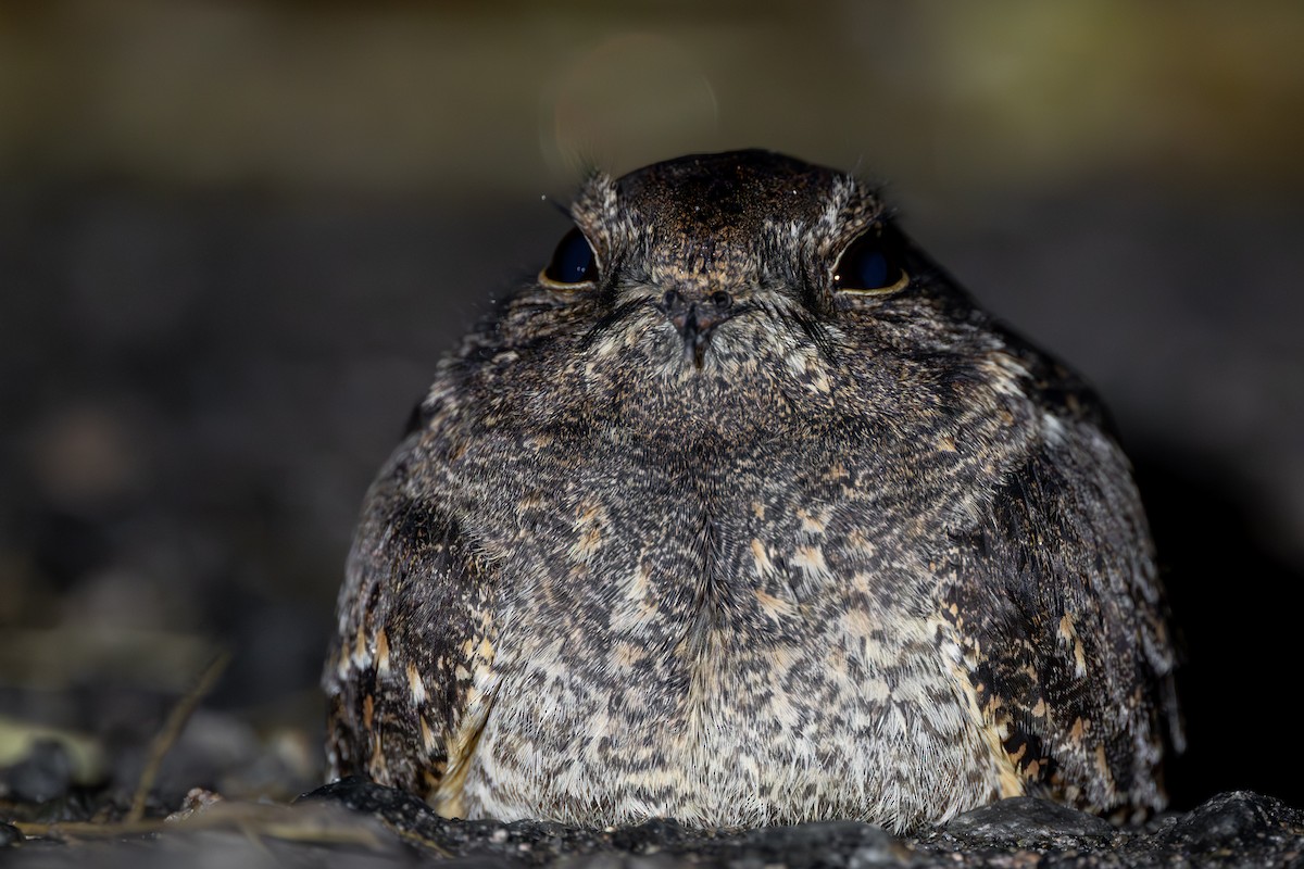 Savanna Nightjar - ML646972201