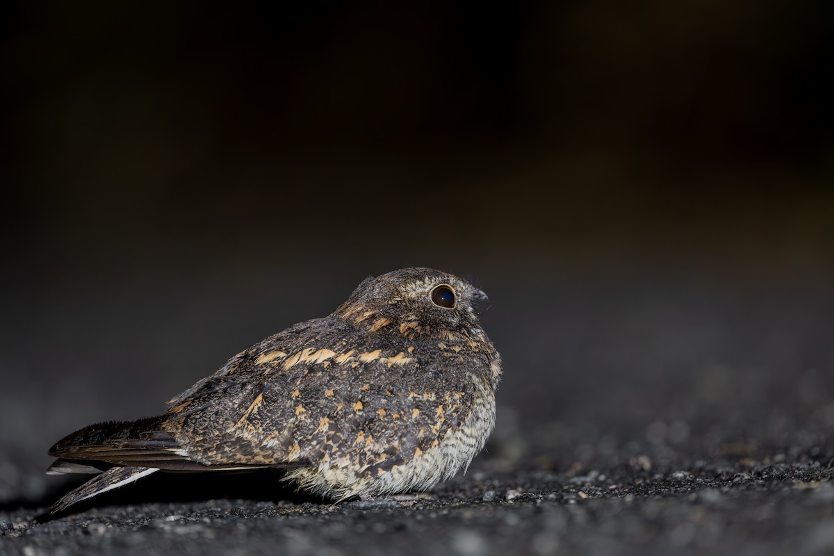 Savanna Nightjar - ML646972202