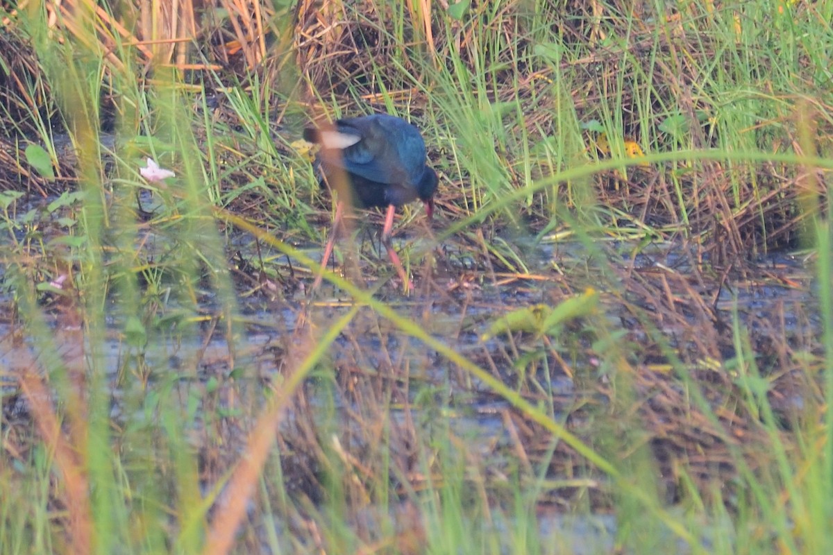 slípka šedohlavá - ML646972204