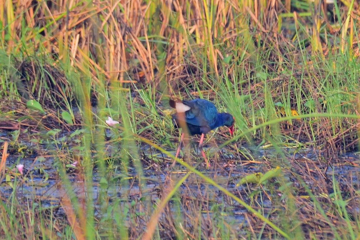 slípka šedohlavá - ML646972205