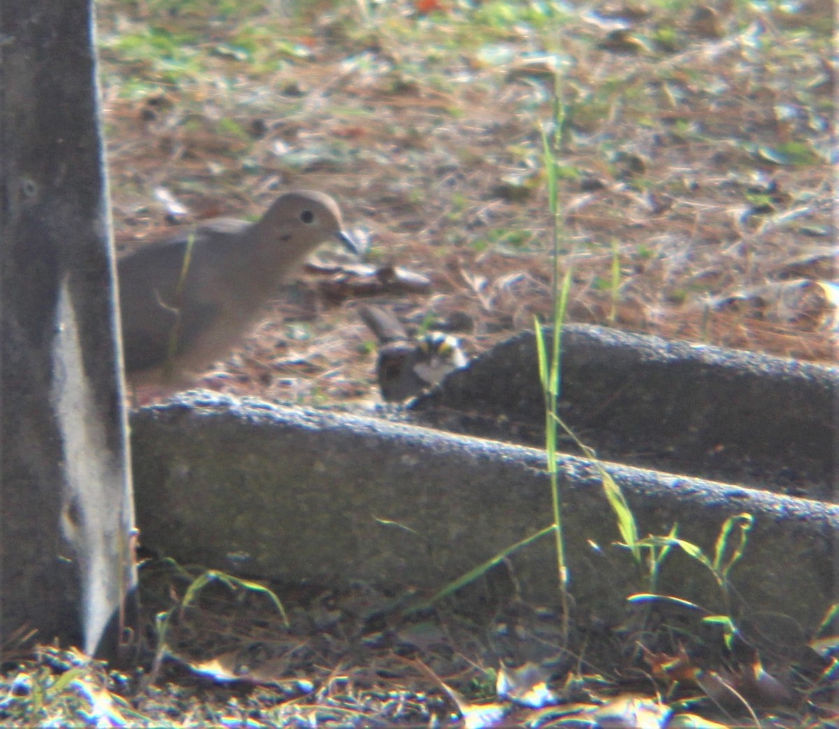 Uzun Kuyruklu Kumru - ML646972210