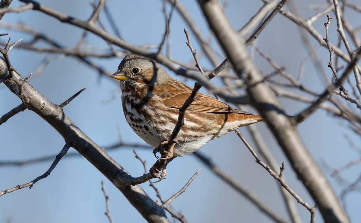 Fox Sparrow - ML646972211