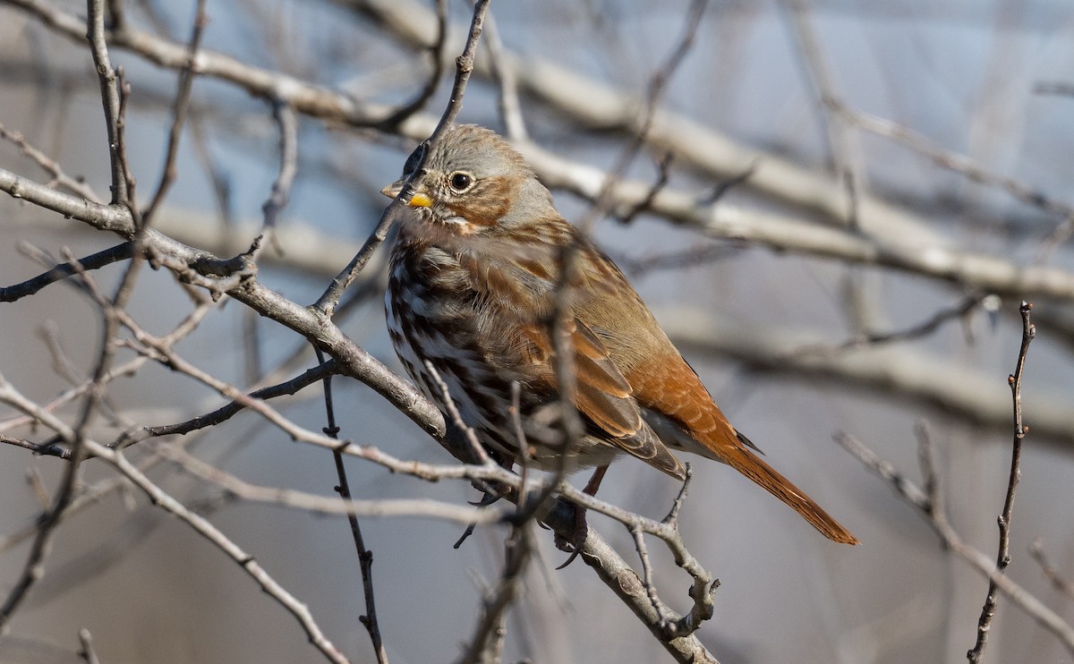 Fox Sparrow - ML646972214