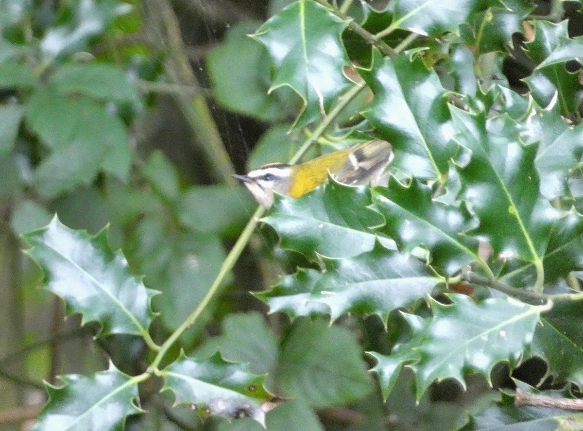 Common Firecrest - ML646972216