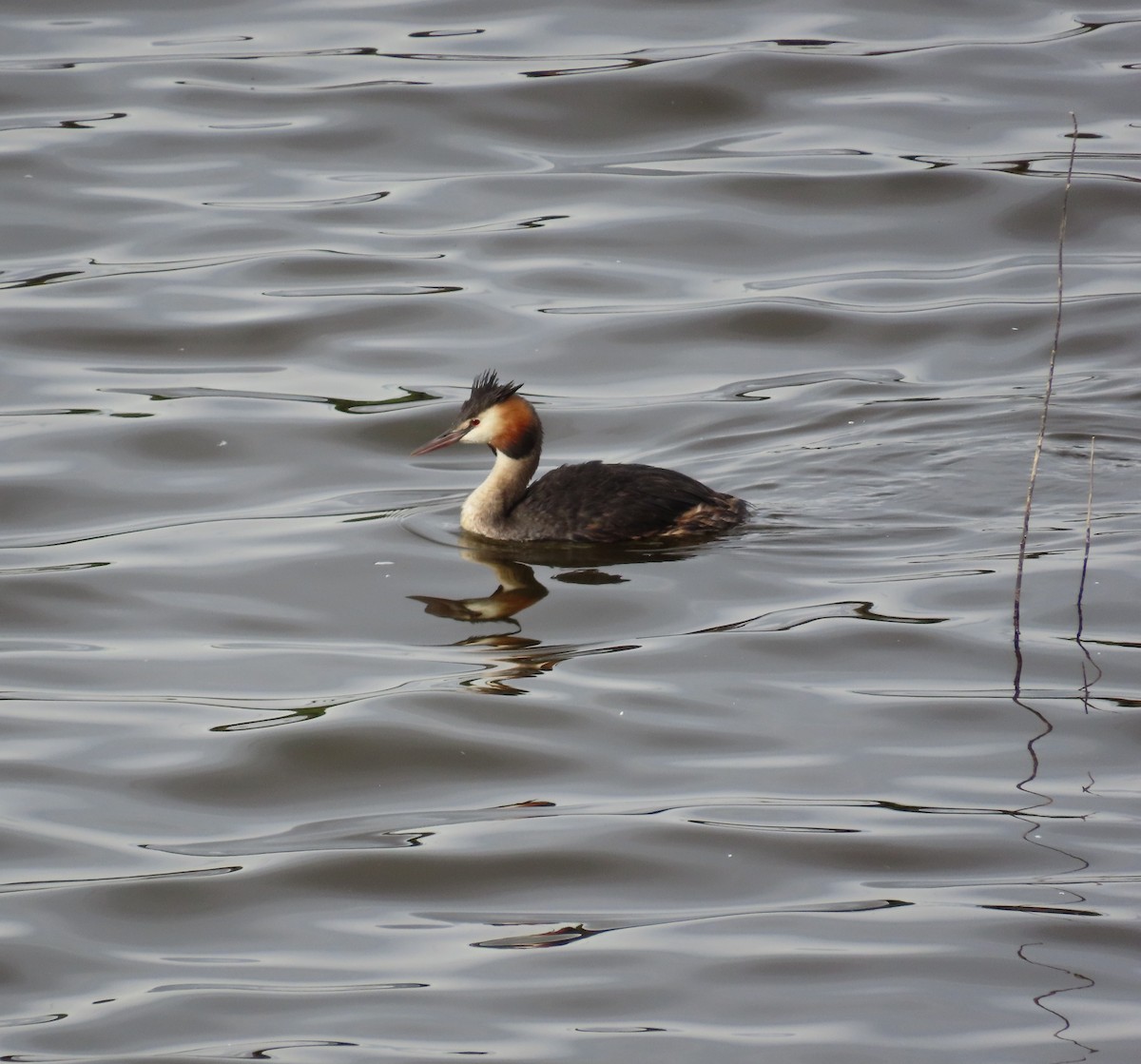 Great Crested Grebe - ML646972217