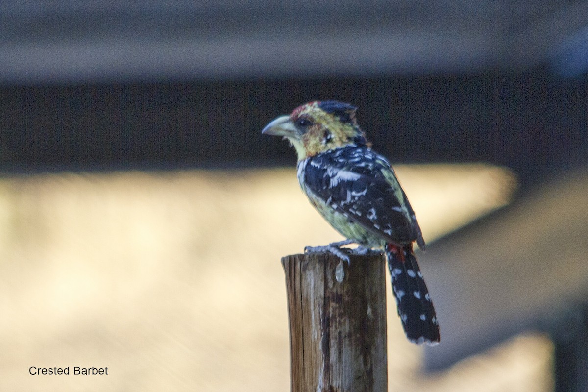 Barbican promépic - ML646972218