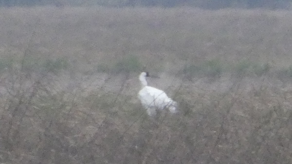 アメリカシロヅル - ML646972220