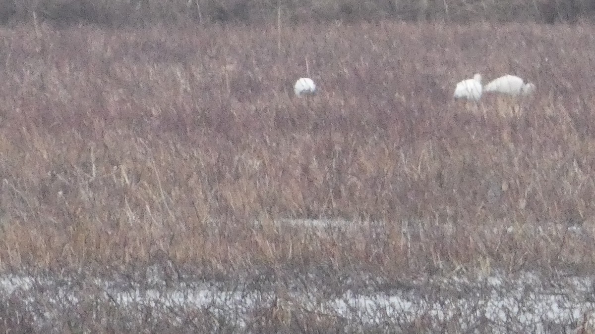 アメリカシロヅル - ML646972221