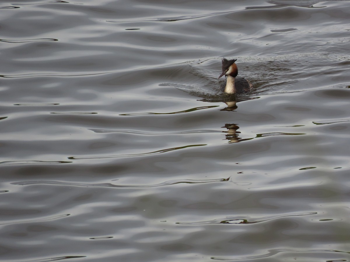Great Crested Grebe - ML646972223