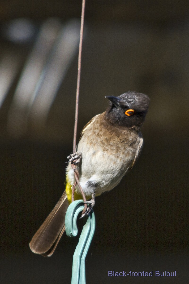Black-fronted Bulbul - ML646972225