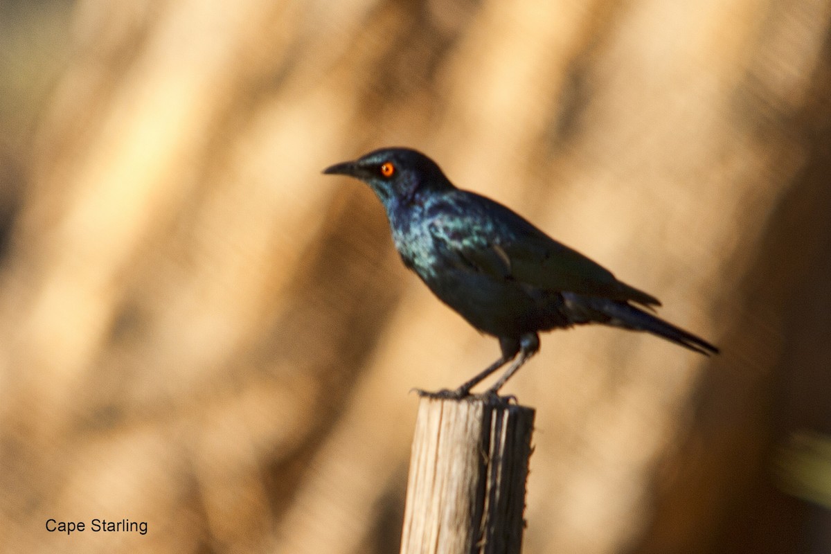 Cape Starling - ML646972231