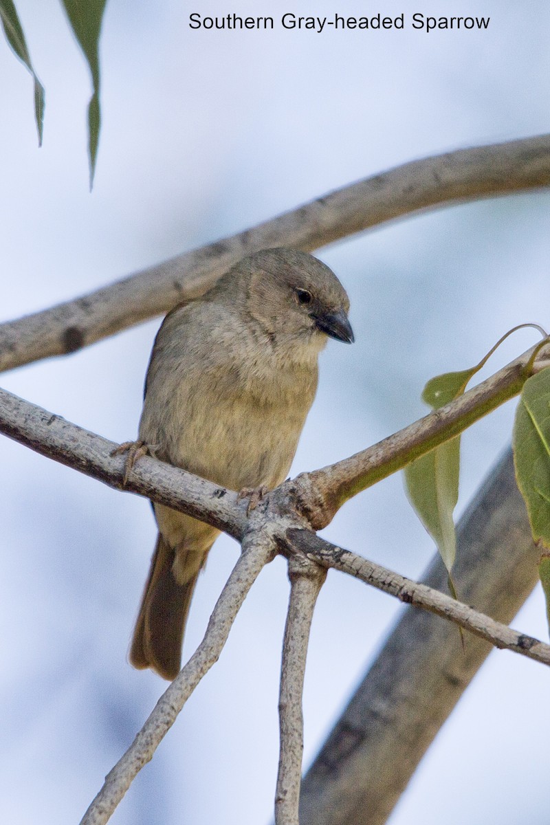 Southern Gray-headed Sparrow - ML646972233