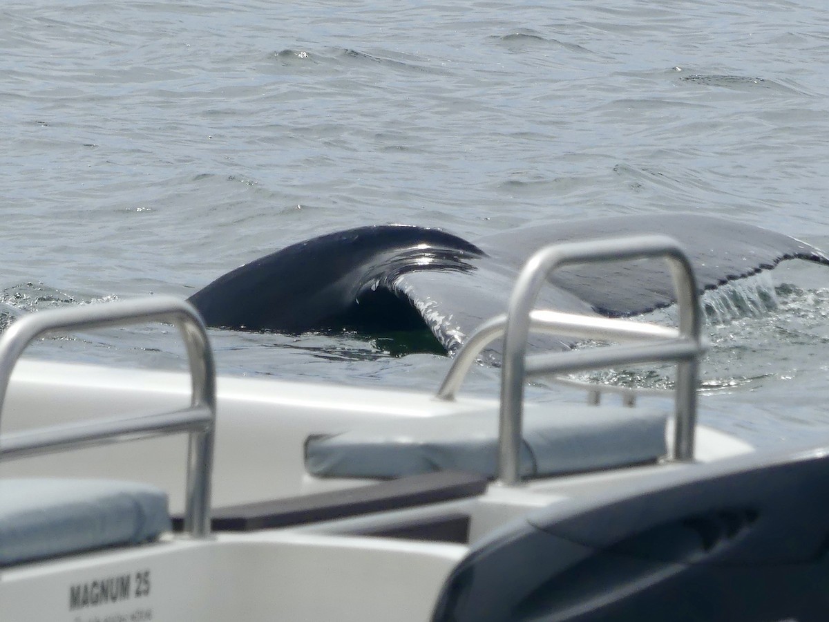 Ballena jorobada - ML646972234