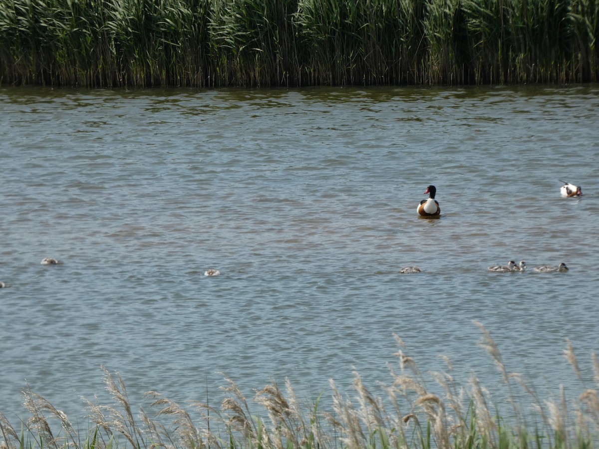 Paita arrunta - ML646972235