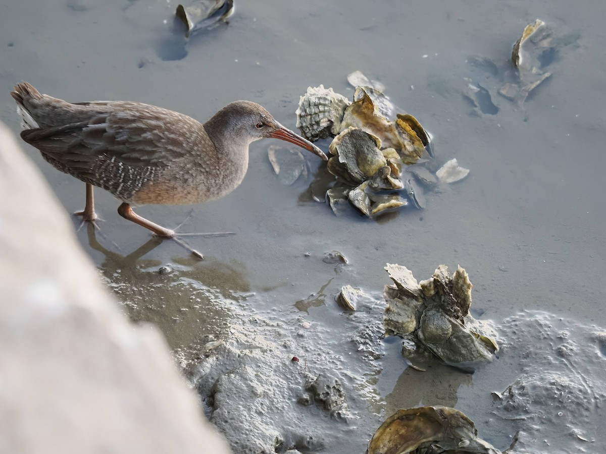 Clapper Rail - ML646972249
