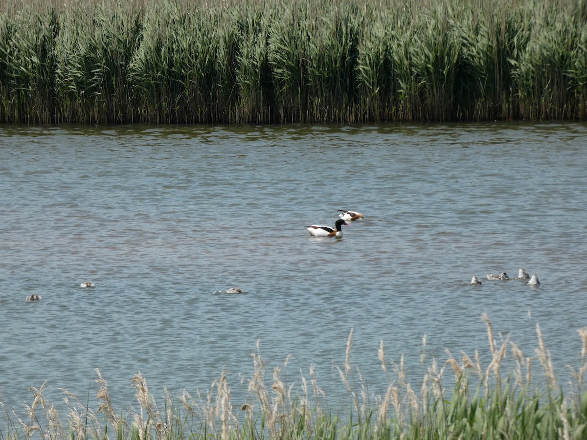 Paita arrunta - ML646972250